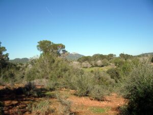 csi - Grundstücksimpression s'alqueria blanca Mallorca